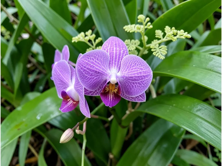 Orchidea fioritura
