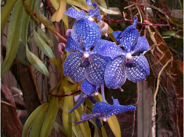 Germogli orchidea