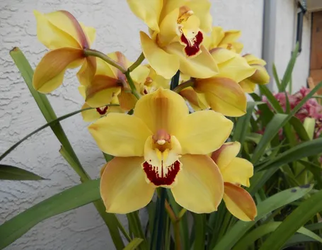 orchidee cymbidium