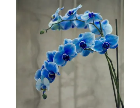 orchidea blu