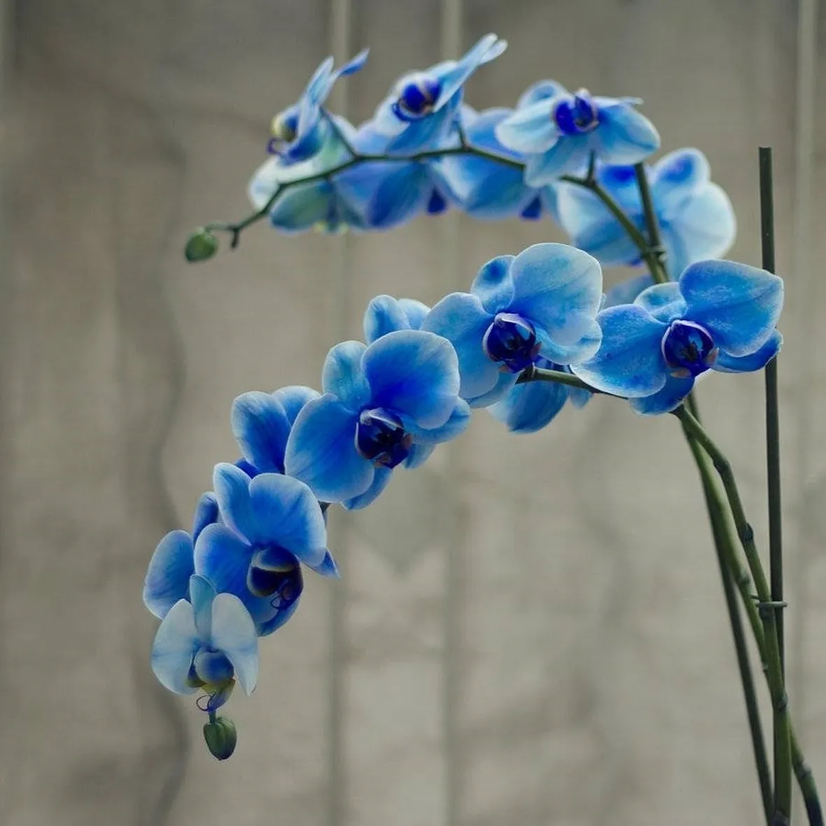 orchidea blu