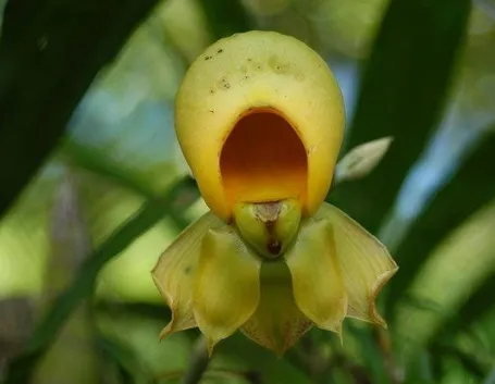 orchidea rara tropicale