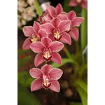 Malattie delle orchidee