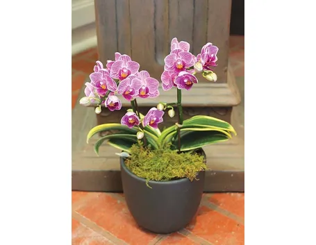 Mini orchidea nel suo vaso