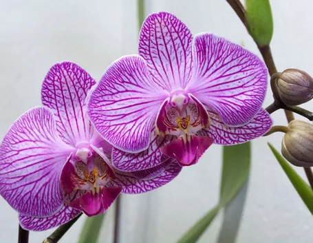fiori orchidea