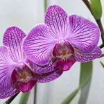 fiori orchidea
