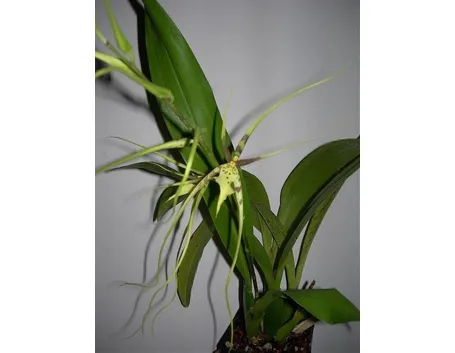 orchidea brassia