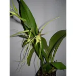 orchidea brassia