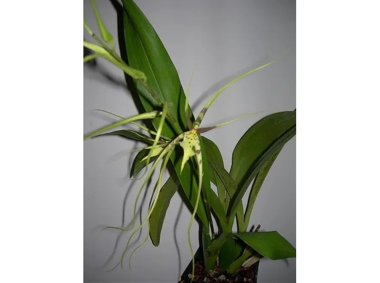 orchidea brassia