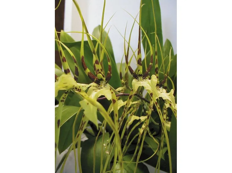 orchidea