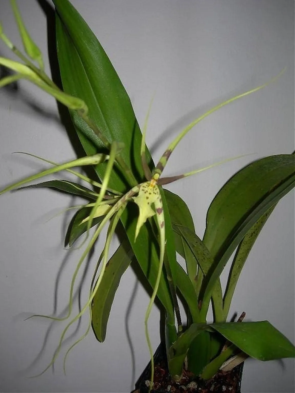 orchidea brassia