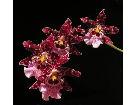 cambria