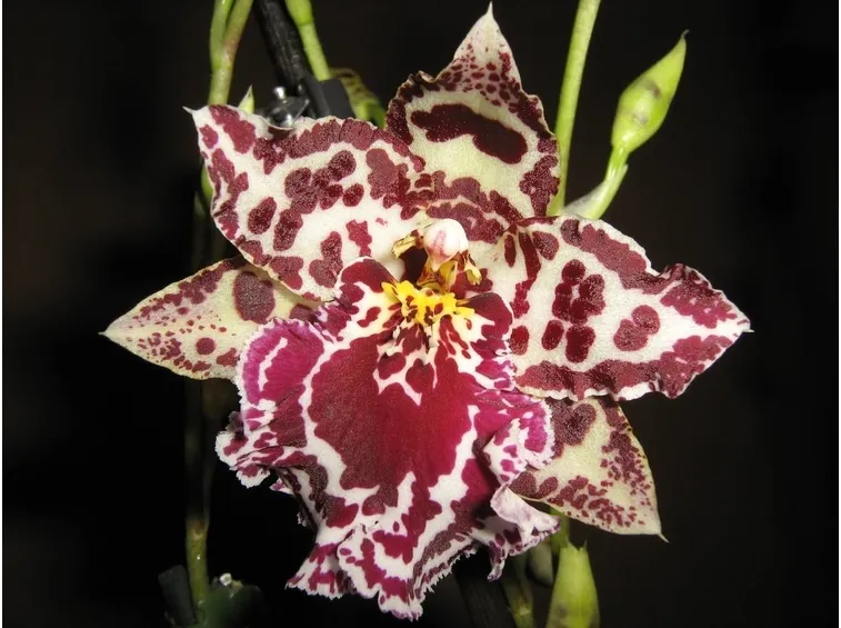 fiore