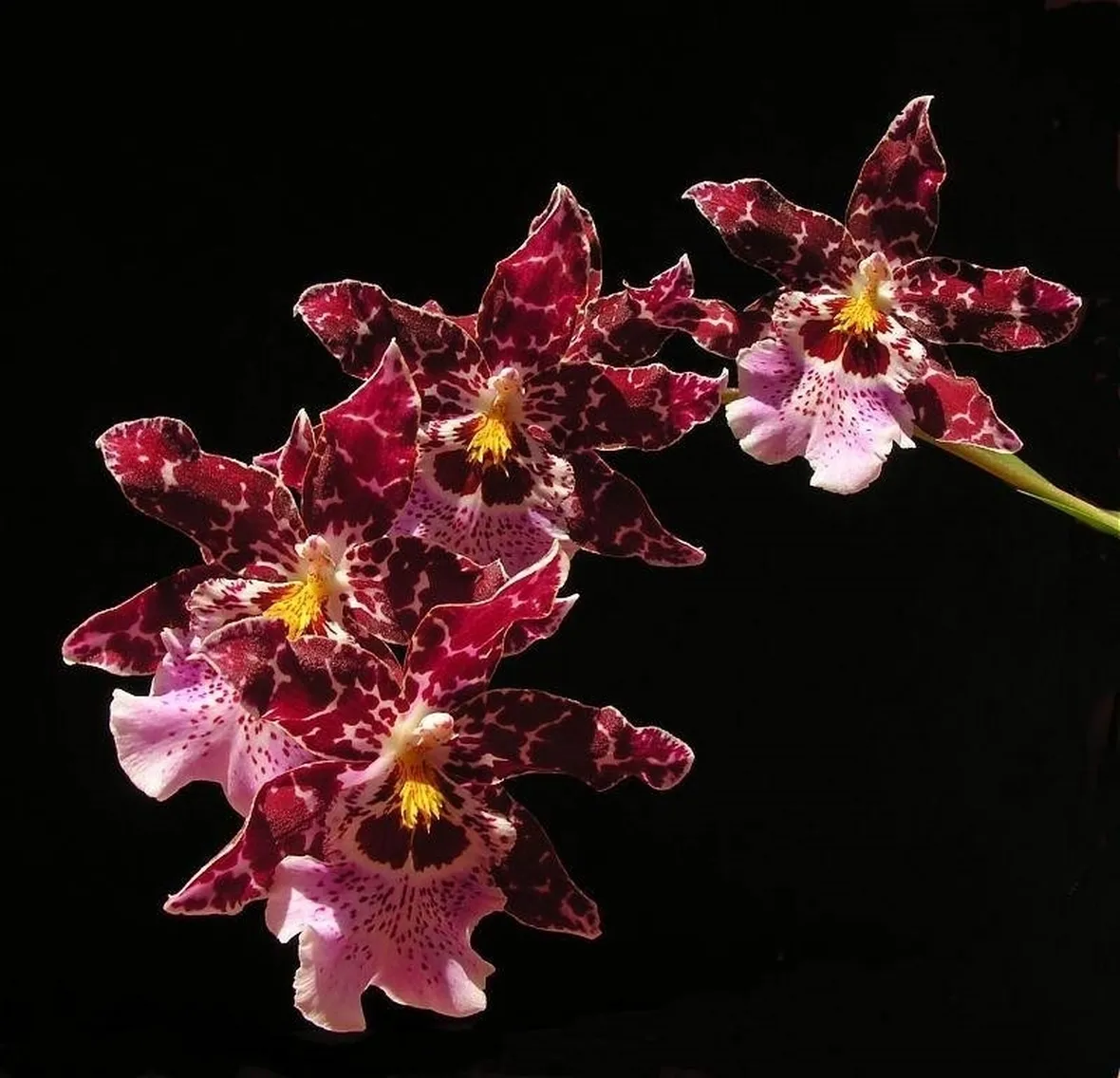 cambria