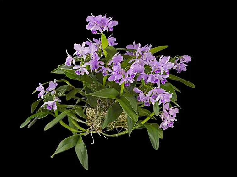 orchidea cattleya