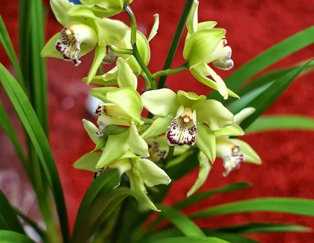 Orchidea cura