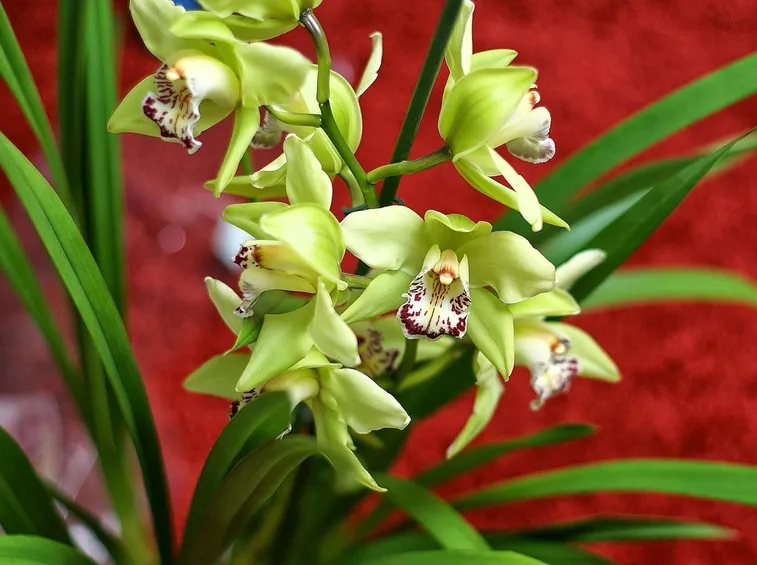 Orchidea cura