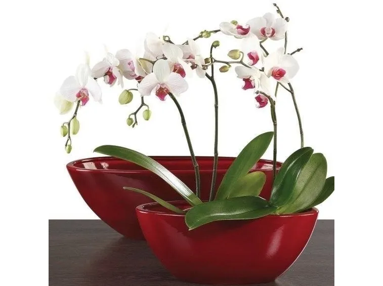 Cura orchidea