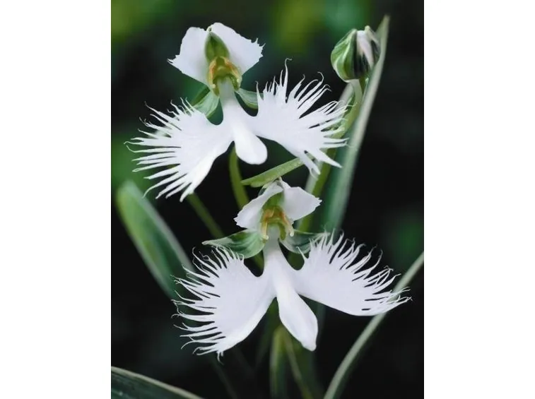 Cura dell’orchidea