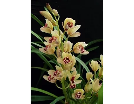 cymbidium
