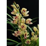cymbidium