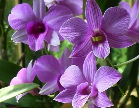 Fiori di Dendrobium Phalaenopsis