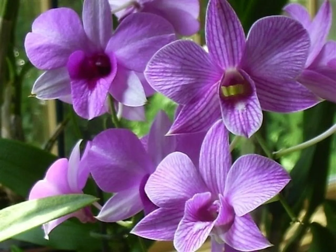 Fiori di Dendrobium Phalaenopsis