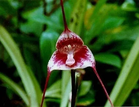 Orchidea dracula