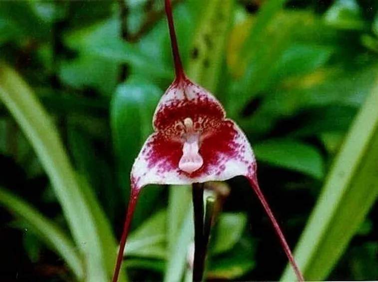 Orchidea dracula