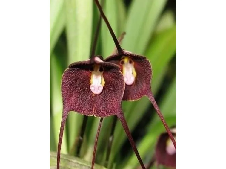 Orchidea dracula