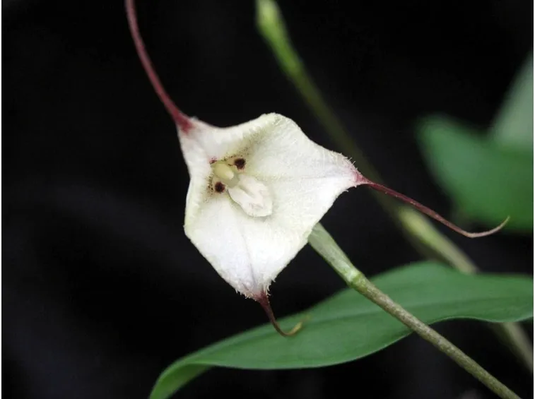 Orchidea dracula
