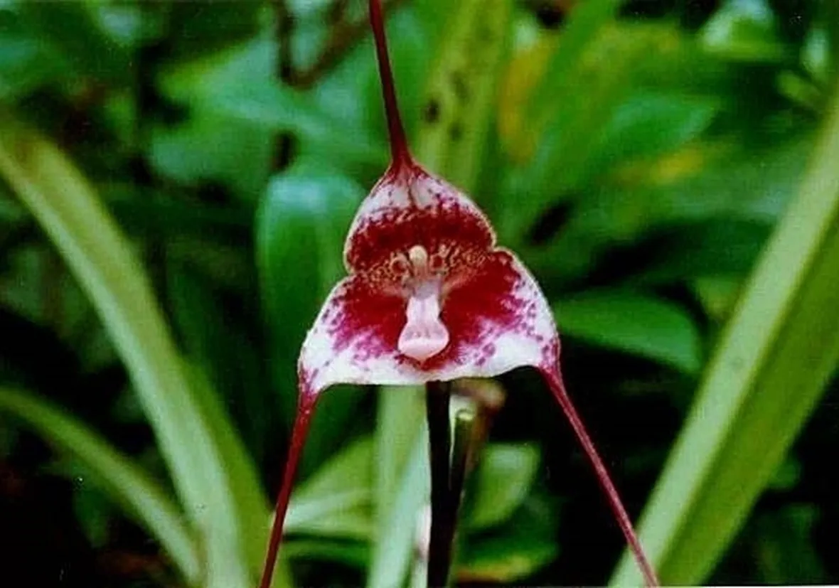 Orchidea dracula
