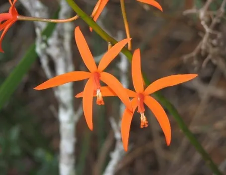 Orchidea laelia