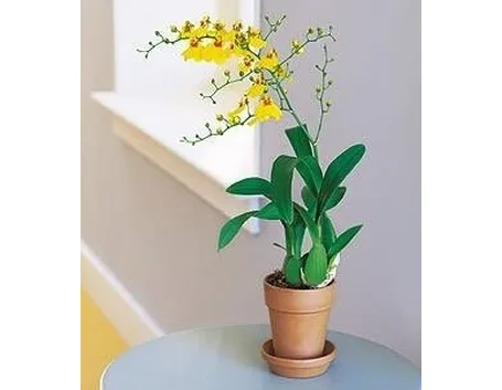 Orchidea oncidium
