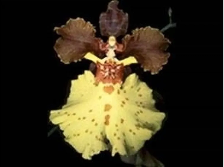 Orchidea oncidium