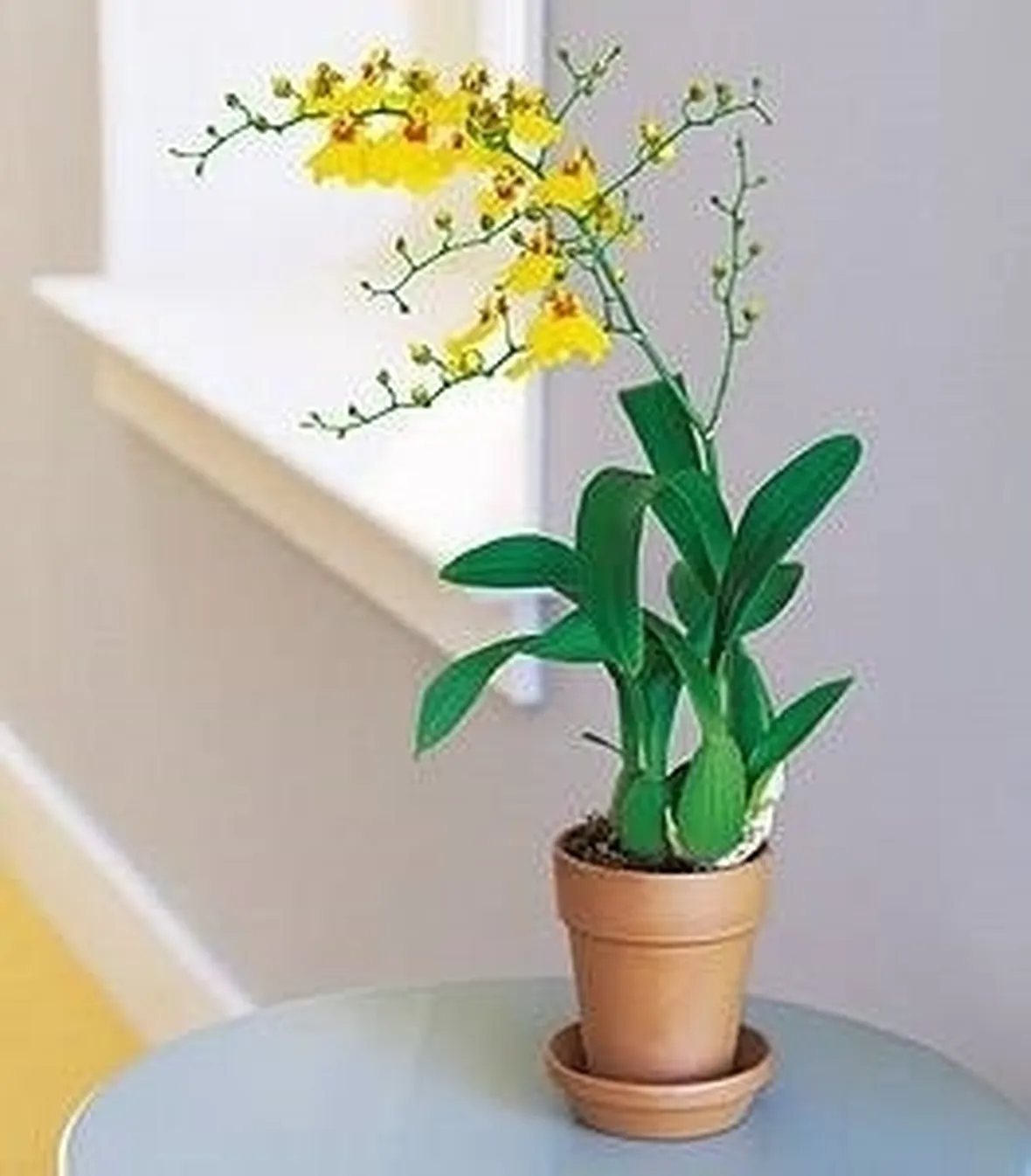 Orchidea oncidium