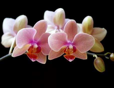 Fiori Orchidee Phalaenopsis