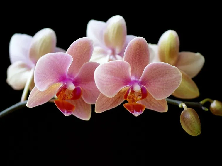 Fiori Orchidee Phalaenopsis