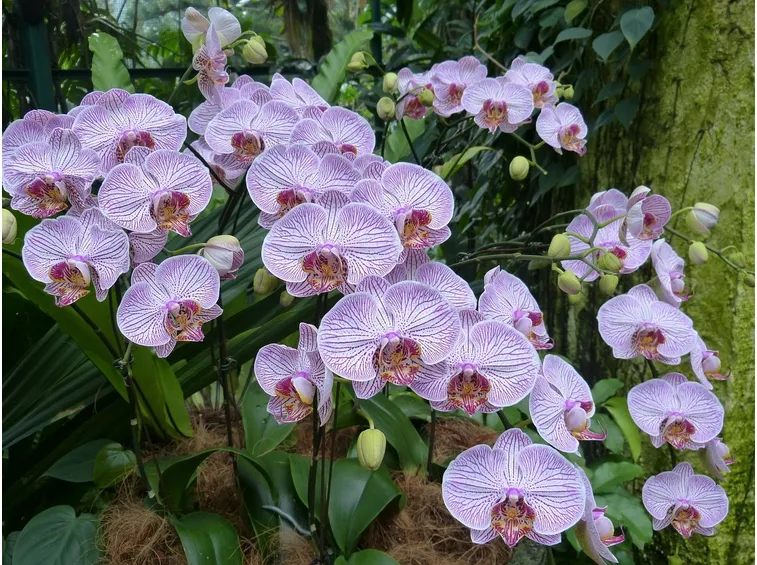 Meravigliose orchidee screziate