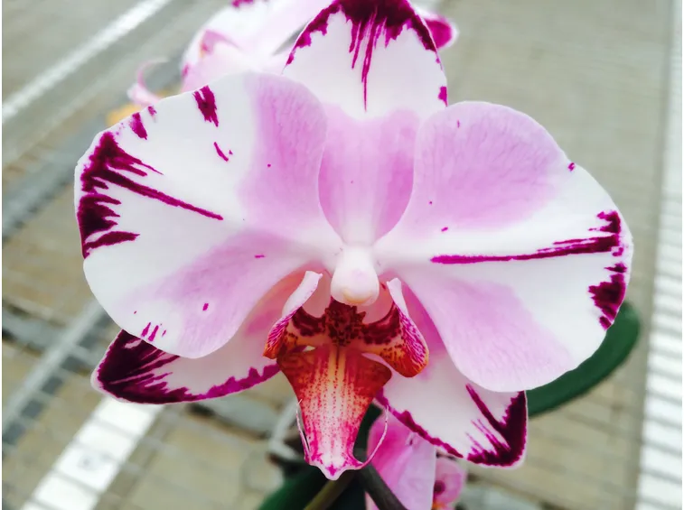 Orchidea da vicino