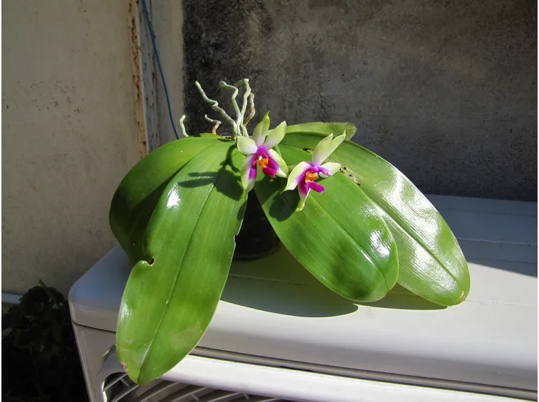 Orchidea malata