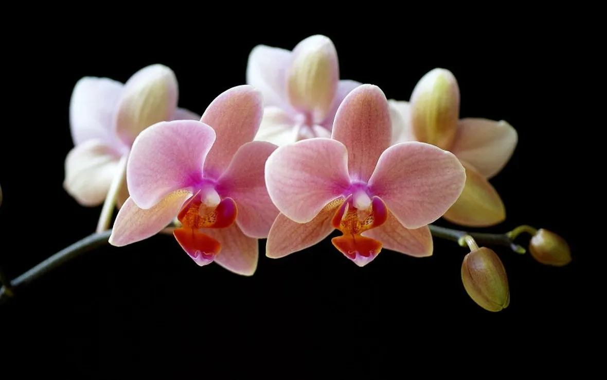 Fiori Orchidee Phalaenopsis
