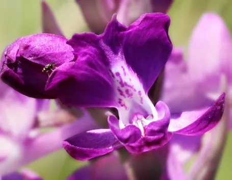 Orchidea selvatica di palude
