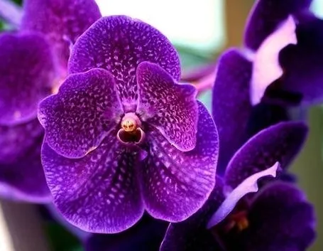 vanda orchidea