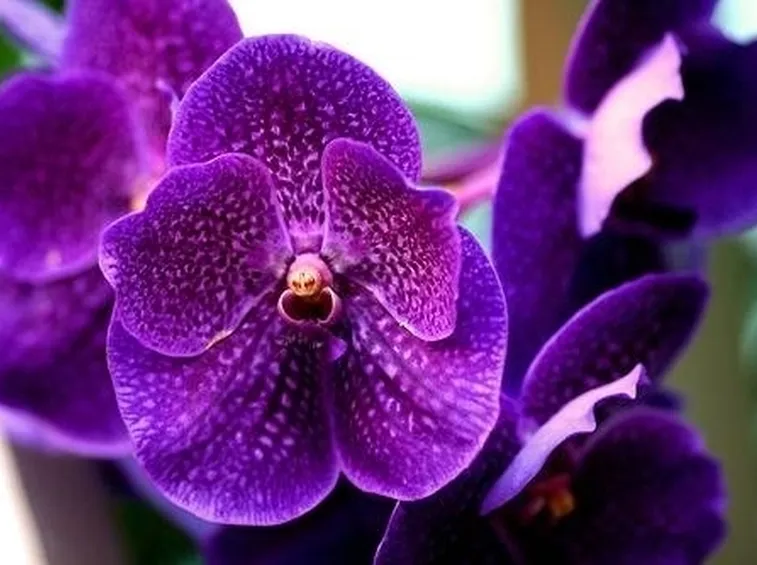 vanda orchidea