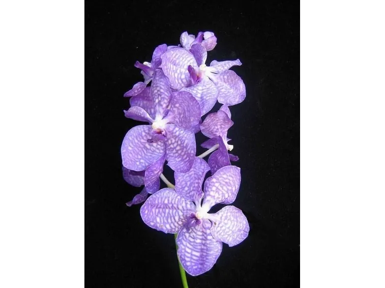 orchidee vanda
