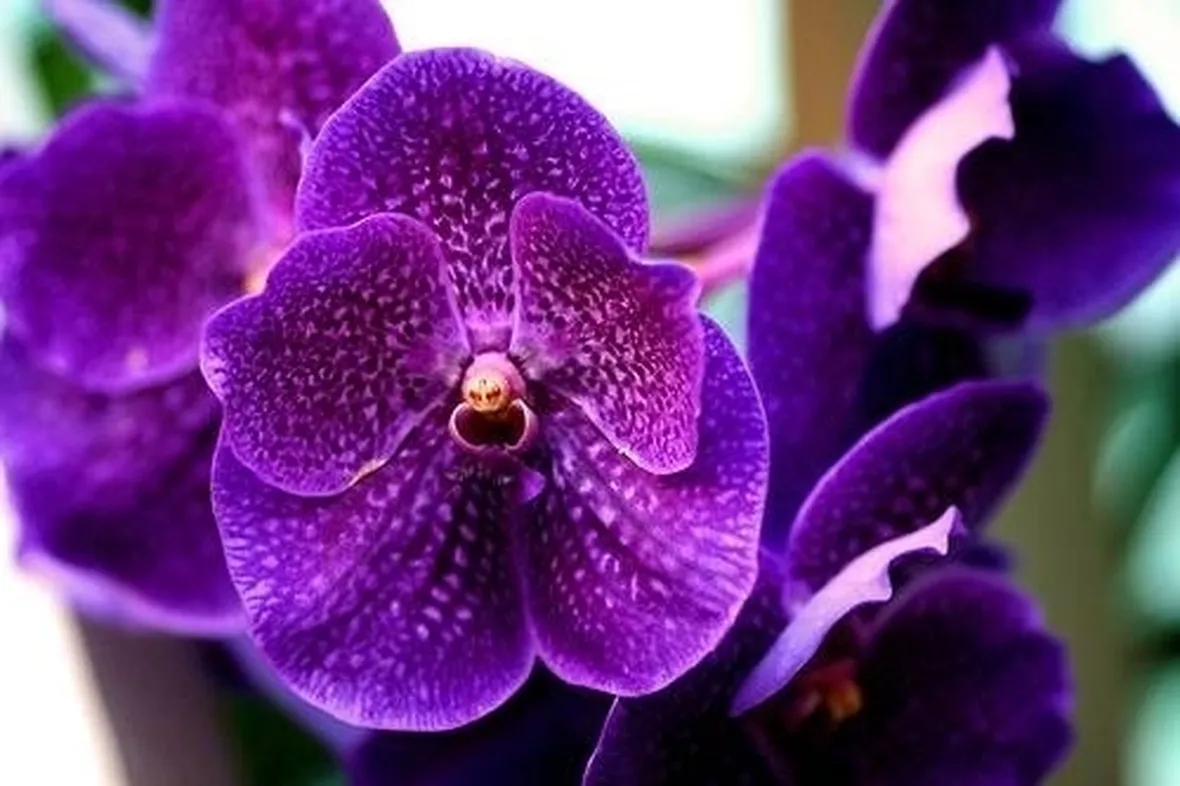 vanda orchidea