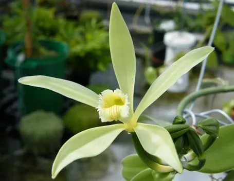 I fiori dell'orchidea Vaniglia