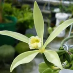 I fiori dell'orchidea Vaniglia