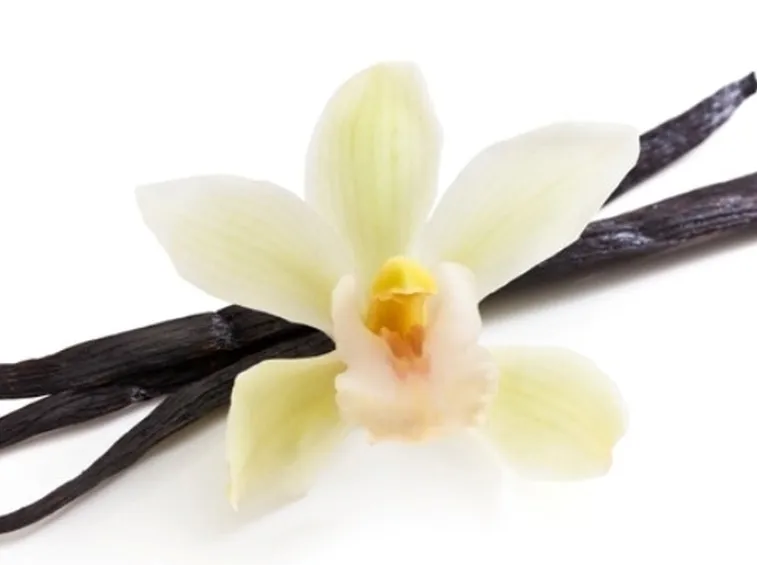 Il baccello nero della Vaniglia